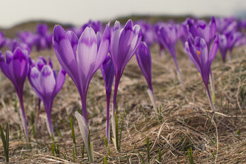 Wall Mural - Close up purple crocus flower petals texture concept photo. Worm eye view photography with blurred background. Natural light. High quality picture for wallpaper, travel blog, magazine, article