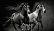 Two black horses galloping side by side on a dark background
