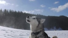 Cute Siberian Husky Dog Howling In Snowy Winter Mountain Scenery