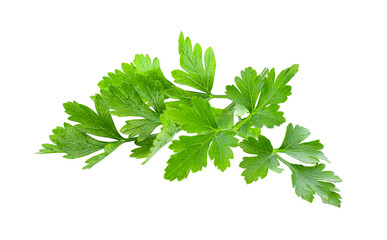 Wall Mural - fresh parsley herb isolated on transparent png