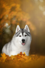 Wall Mural - siberianhusky dog in  yellow orange autumn nature park with fallen leaves in sunset time