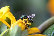 Close-up Cuckoo Wasp On Yellow Flower