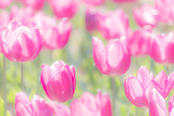 Fototapeta Tulipany - 	キラキラしたピンクのチューリップ 畑