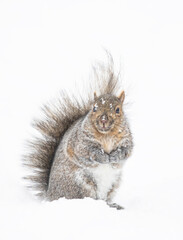 Wall Mural - Grey squirrel posing for me in the winter snow near the Ottawa river in Canada