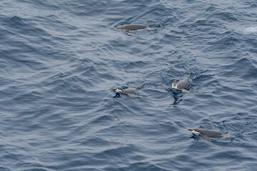 Wall Mural - Chinstrap Penguins (Pygoscelis antarctica) in South Atlantic Ocean, Southern Ocean, Antarctica