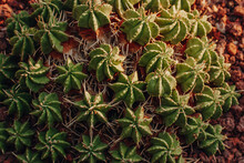 Molochai Meloformis Or Euphorbia Meloformis Cluster. A Perennial Succulent Plant, A Species Of The Genus Molocaceae. Non-cactus Succulent Plant Native To Africa Growing In A Special Ground Top View.