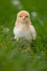 Wall Mural - Beautiful one chick on natural background. Adorable yellow little chicken on green background