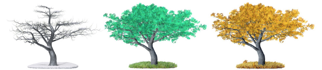 Wall Mural - tree isolated with diffirent season on white background, 3d illustration, transparent background, pn