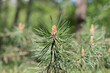 young green flowering branches of spruce. Spring flowering of coniferous trees