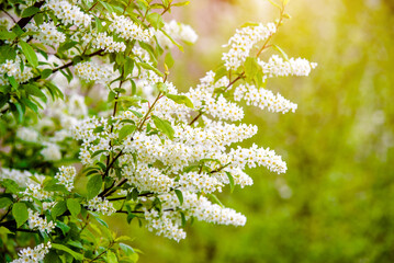 Bird cherry branches in the garden in spring