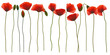 Set of wild red poppies and buds in a row on white background