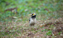 Black Collared Starling Is Singing