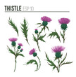 Thistle plant. Colorful illustration. Vector set of floral objects for design. Isolated