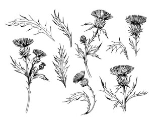 Wall Mural - thistle plant. sketch style illustration. vector set of floral objects for design. isolated