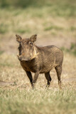 Fototapeta Sawanna - Common warthog stands in sunshine eyeing camera