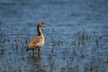 Egyptian Goose Stands In Sunlit, Grassy Shallows