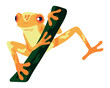 frog in branch animal