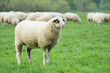 Isolated shot of a domestic sheep with lots of wool in a green meadow