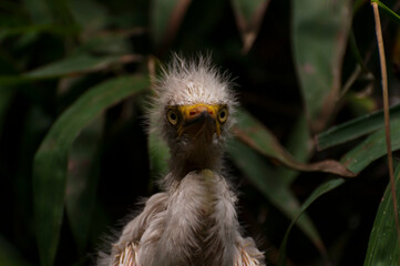 Naklejka na meble Baby of a great white egret. Portrait of a great white egret chick in the nest of a tropical Asian forest.