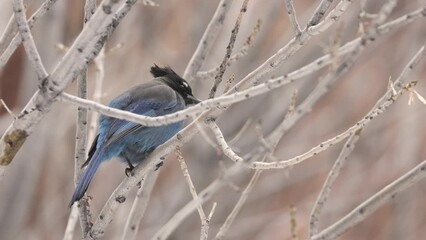 Wall Mural - A Steller's Jay perches in the bare branches of a cottonwood tree, watching to see if any of the tourists below him drop some food on a chilly winter day in Zion Nat. park, Utah, USA. 