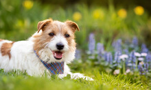 Happy Cute Pet Dog Smiling In The Easter Garden Flowers. Spring Forward, Springtime Banner, Background.