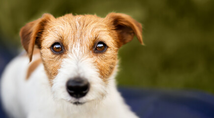 Wall Mural - Beautiful jack russell terrier puppy listening, looking. Dog face, head banner or background.