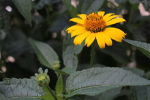 Decorative Sunflower In The Garden. A Yellow Flower In A Flower Garden. Spring Flowers