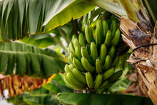 Banana Tree With Bunch Of Growing Green Bananas, Plantation Rain-forest Background.