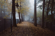 Misty Street Along Dark Autumn Park In Overcast Weather