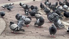 Pigeons On A Street Pavement Outdoor In City