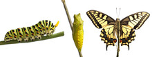 Transformation Of Common Machaon Butterfly Emerging From Cocoon Iisolate On Transperent Background