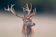 One Portrait Of A Pretty Red Deer Buck