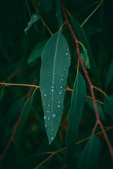Eucalyptus leaves. branch eucalyptus tree nature background