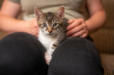 Fototapeta Koty - young cute kitten cuddles with his human