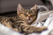 young cute kitten is very relaxed and sleeping