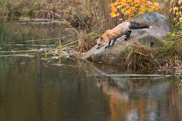Wall Mural - Red Fox (Vulpes vulpes) Leans Down Rock to Water Reflected Autumn