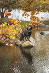 Wall Mural - Silver Fox (Vulpes vulpes) Looks Out From Rock Reflected Autumn