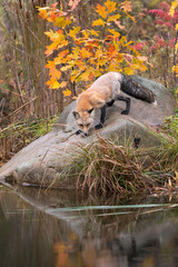 Wall Mural - Red Fox (Vulpes vulpes) Lowers Head to Sniff Rock Reflected in Water Autumn