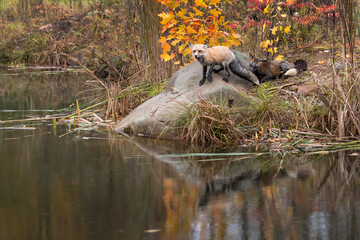 Wall Mural - Cross Fox (Vulpes vulpes) Sniffs at Tail of Red Fox on Rock Reflected Autumn