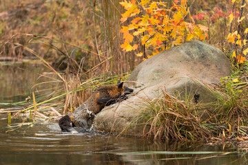 Wall Mural - Cross Fox (Vulpes vulpes) Crawls Up Rock Out of Water Autumn