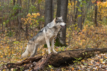 Wall Mural - Grey Wolf (Canis lupus) With Paws on Log Looks Right Autumn