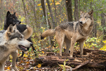 Wall Mural - Grey Wolves (Canis lupus) Stand In and By Rotting Log Autumn