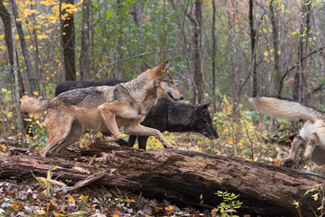 Wall Mural - Grey Wolves (Canis lupus) Jump Over Log to Chase After Packmate Autumn