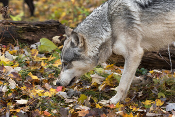 Wall Mural - Grey Wolf (Canis lupus) Lowers Head Looking Up Autumn