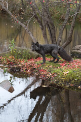Wall Mural - Silver Fox (Vulpes vulpes) Stands Looking Left on Island Reflected Autumn