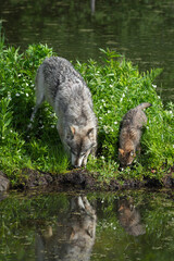 Wall Mural - Grey Wolf Adult and Pup (Canis lupus) Noses to Water Reflected Summer