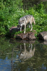 Wall Mural - Grey Wolf Adult with Pup (Canis lupus) Looks Up From Water Reflected Summer