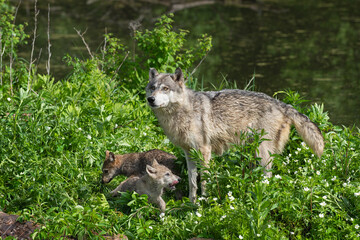 Wall Mural - Grey Wolf (Canis lupus) Stands With Two Pups on Island Summer