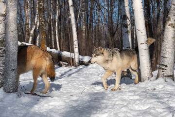 Wall Mural - Grey Wolf (Canis lupus) Follows Packmate Through Woods Winter