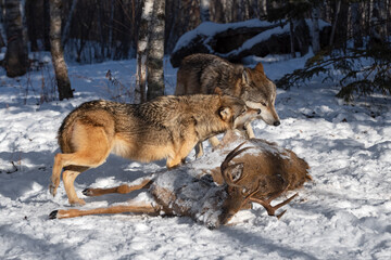 Wall Mural - Grey Wolf (Canis lupus) Lunges to Snap at Packmate at Body of White-tail Deer Winter